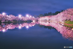 再現像　弘前の桜