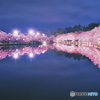 再現像　弘前の桜