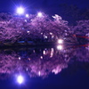 弘前公園　夜桜リフレクション