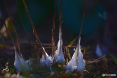雪寄草