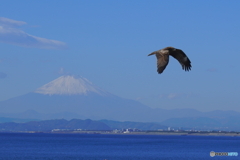 大空に舞う