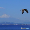 大空に舞う