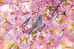 名残を惜しんで