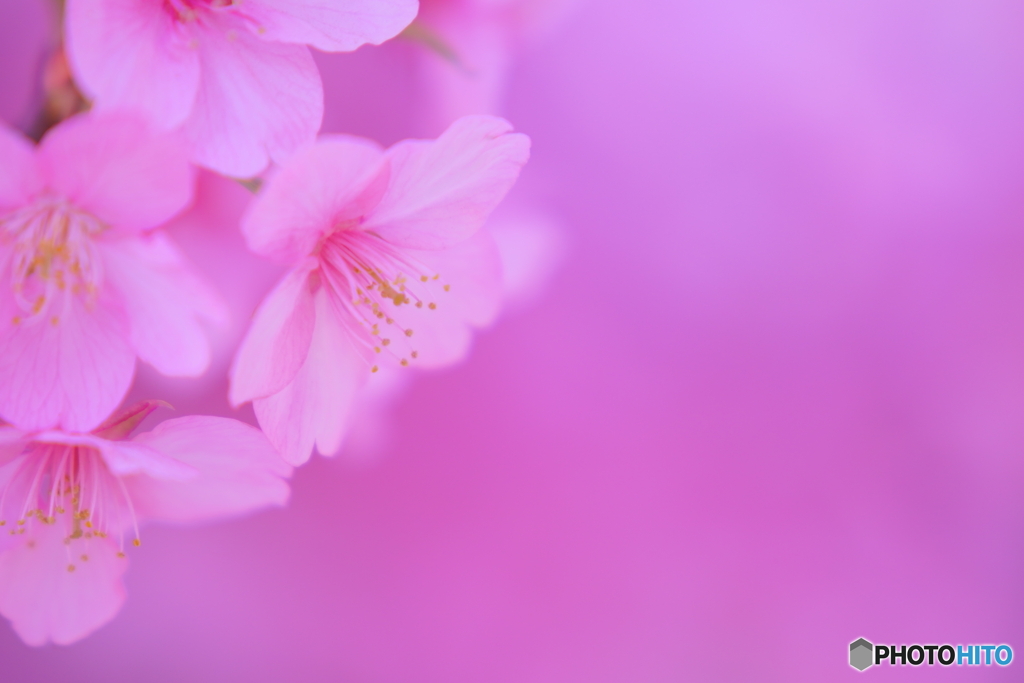 河津桜満開