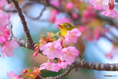 桜色
