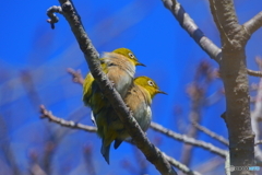 寄り添って