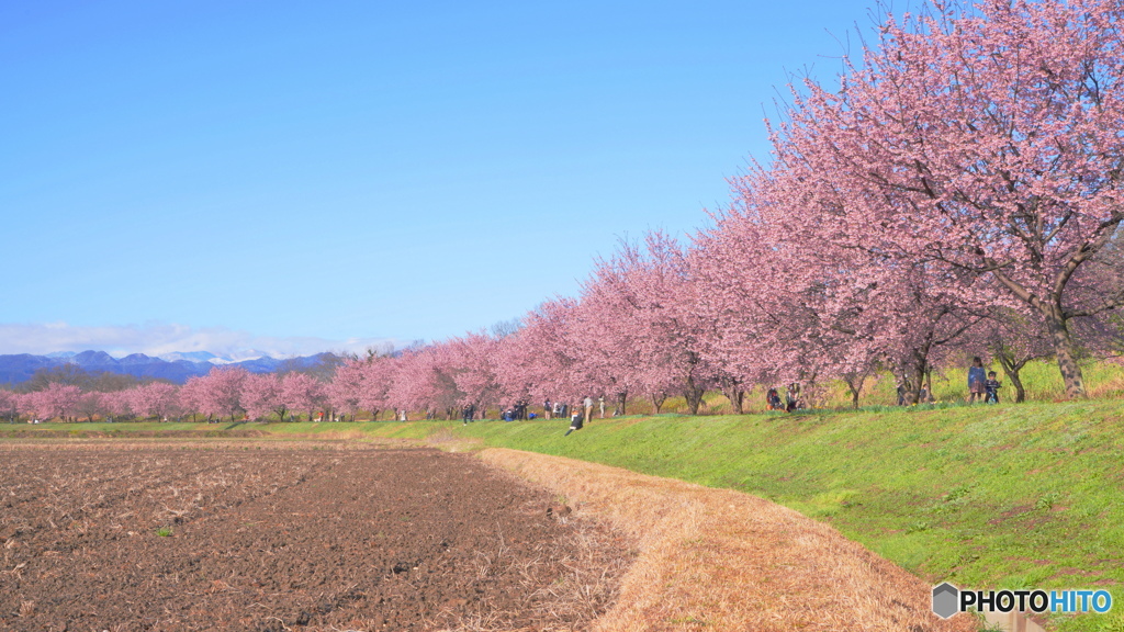 安行桜