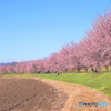 安行桜
