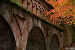 京モミジ