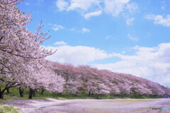 轍