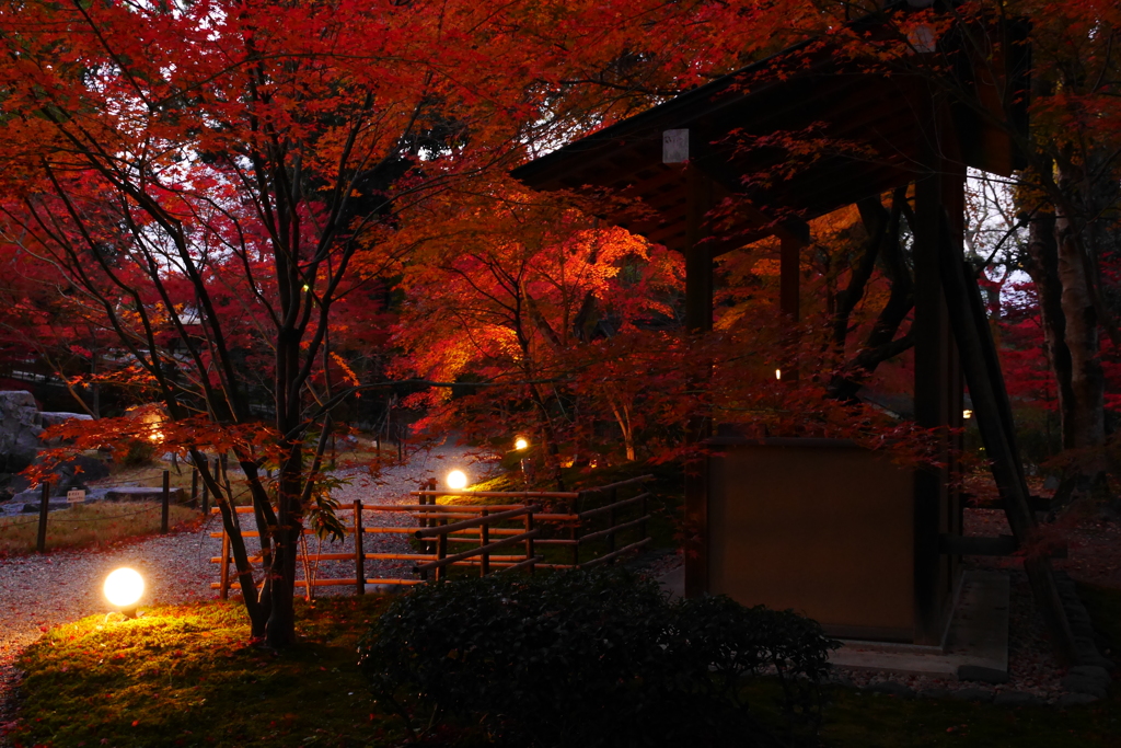 京都　長岡天満宮の紅葉