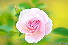 秋バラ　淡く儚く