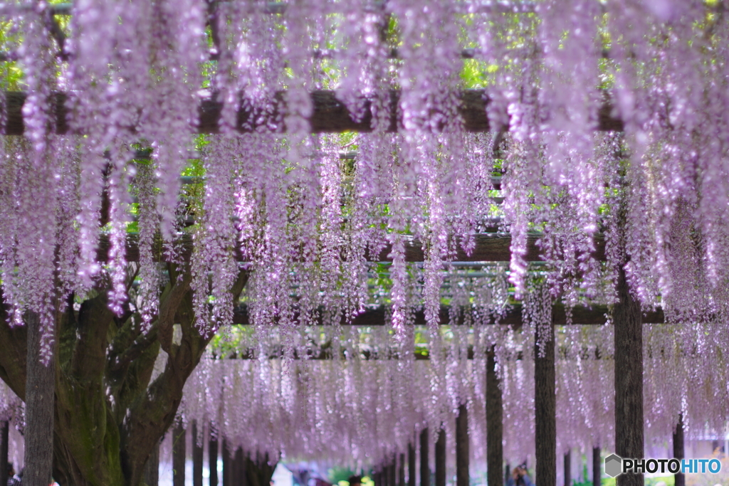 minolta MD50㎜　玉敷神社藤まつりにて