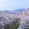 佐保川の桜2