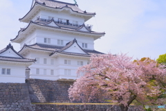 城と桜と