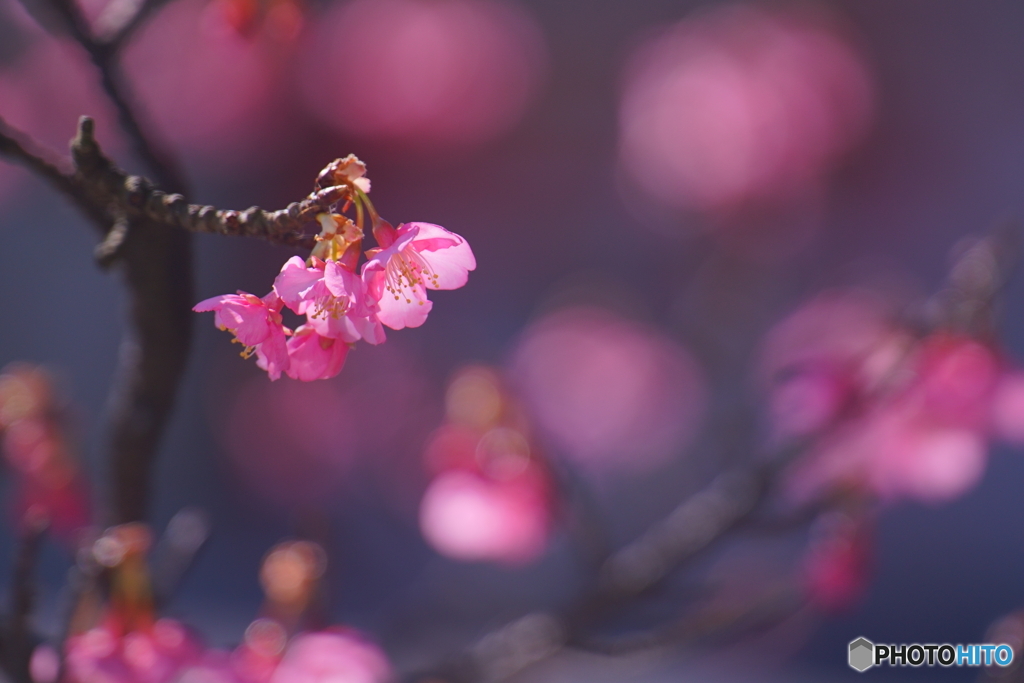 初春桜