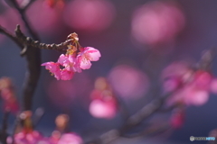 初春桜