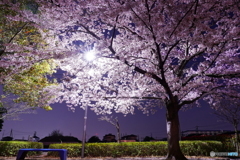 公園で夜桜見物