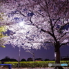 公園で夜桜見物