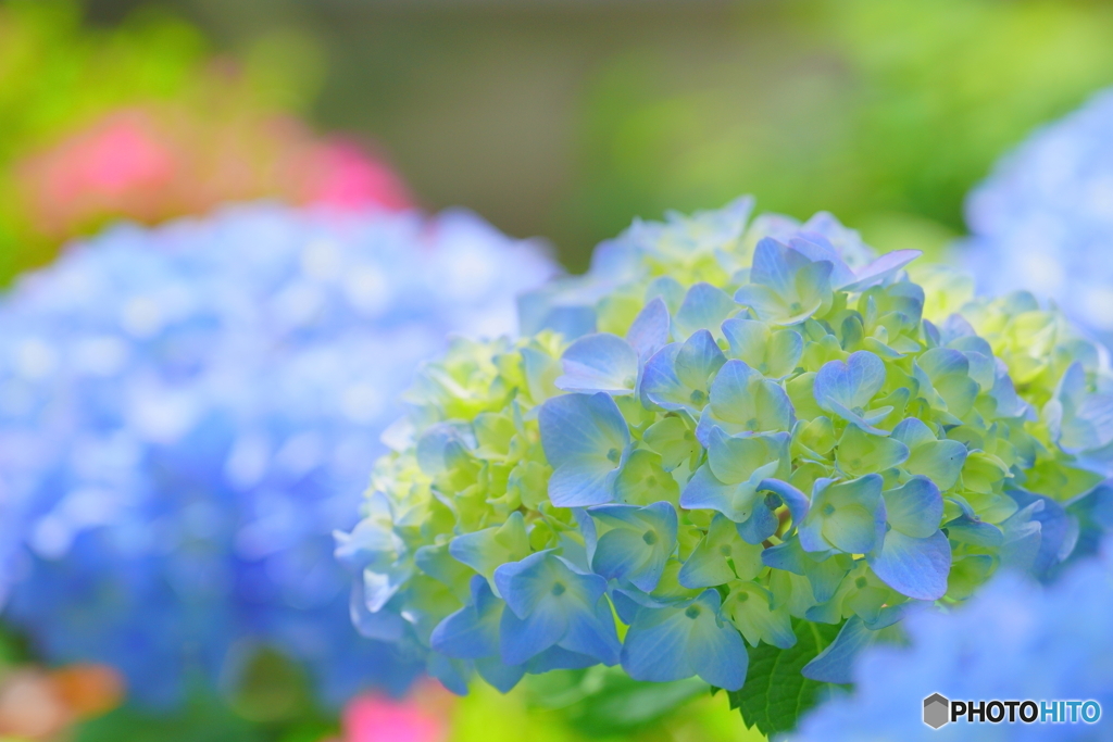 蒼い輝き