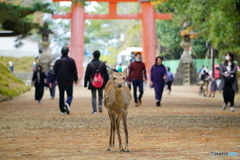 神の使い