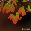 紅葉途中