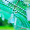 夏の風物詩