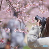桜に夢中