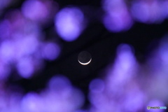 夜桜