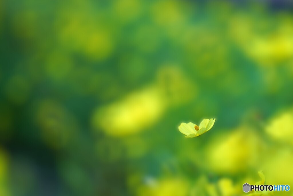 ひとつだけ