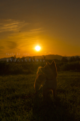 丘の夕暮れ