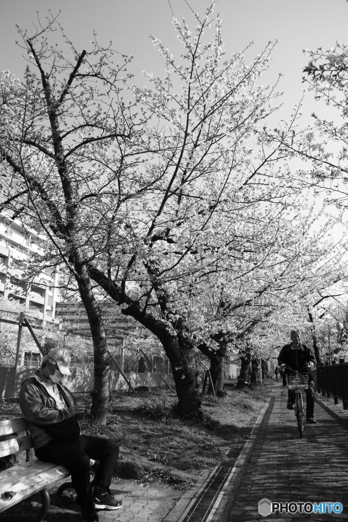 SAKURA MONOCHROME：A Common Sight