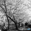 SAKURA MONOCHROME：A Common Sight