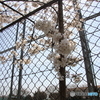 廃校～持ち手のない花束～