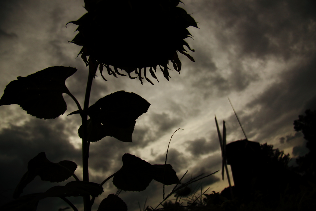 I Girasoli 1 ～挽歌～