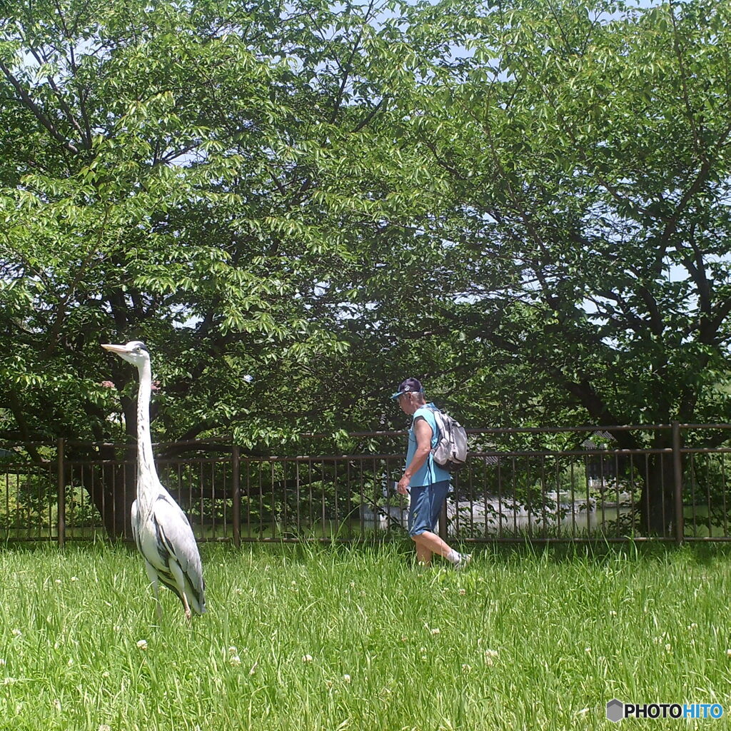 備忘録29 ～アオサギとアオシャツ～