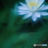 白い睡蓮の花 ～夏の夜の吐息～