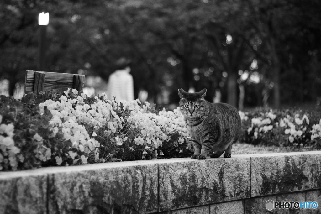 野良猫ブルース #11「撮影交渉」