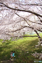桜の森の満開の下