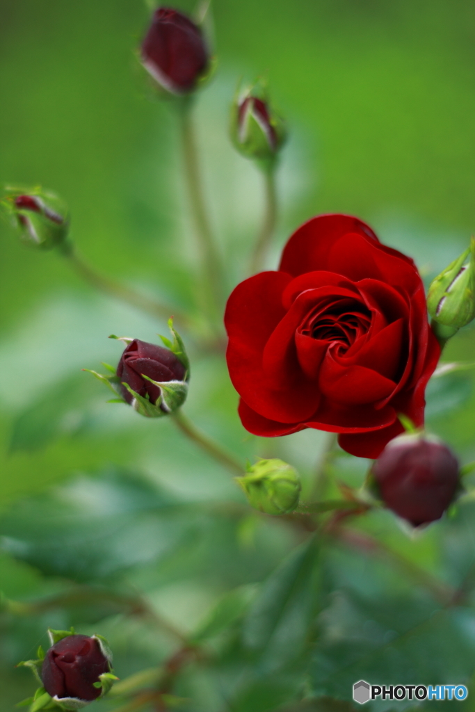 薔薇の秘密 1
