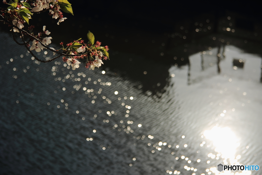 葉桜の季節に君を・・・