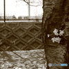 SAKURA SEPIA : Circle Of Life