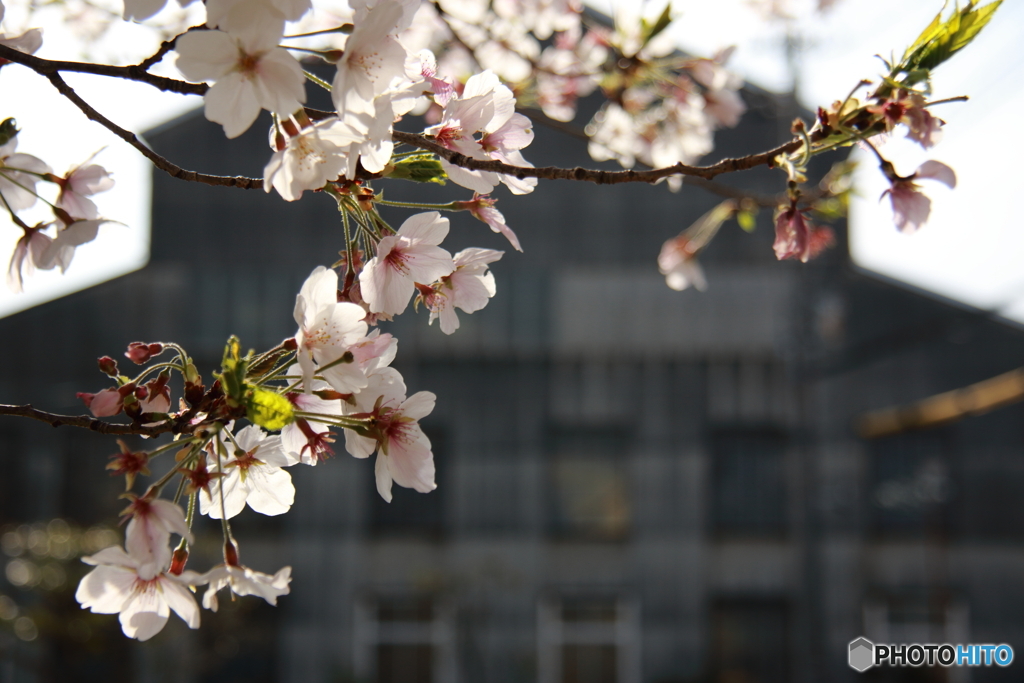 町工場と桜