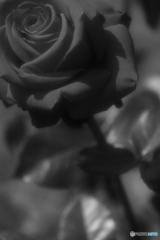薔薇の秘密 2
