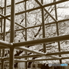 SAKURA SEPIA：The Labyrinth Of Childhood