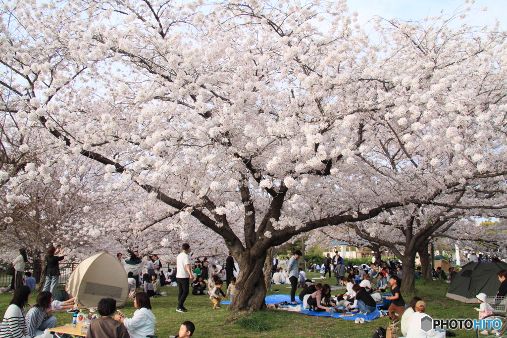 満開の桜の下ブルーシート #1