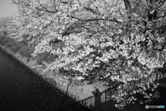 SAKURA MONOCHROME：Riverside