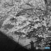 SAKURA MONOCHROME：Riverside