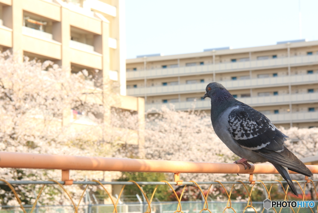 鳩うらら #2