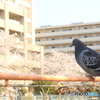 鳩うらら #2